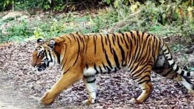 This is the third tiger death in Corbett landscape in the last one month. (Representative file image)