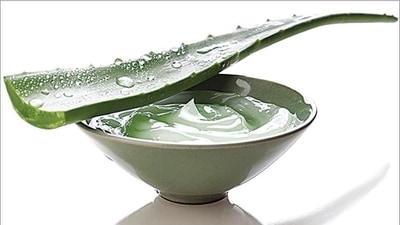Aloe vera: The benefits of aloe vera are well-known when it comes to skincare products. Aloe vera is a plant that produces a topical gel used in conventional medicine. This gel-like substance is found inside the plant's leaves that can be used directly by breaking the leaves. However, a ready-to-use gel is considerably easier to use and it can heal a variety of skin conditions, including scars, rashes, and acne. If you include aloe vera in your skincare routine, you will notice healthier &amp; smoother skin. (File image)