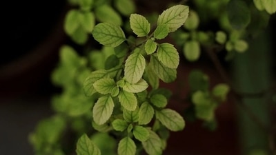 Tulsi: Traditional herbs like tulsi or basil leaves occur in a variety of forms, and their roots are in Ayurveda. Tulsi, also referred to as the "queen of herbs," is highly revered in India. Basil essential oil is used to make several personal care products, including shampoo, serum, and hair oils. Tradition holds that because of its antibacterial and antifungal qualities, it can aid in the treatment of skin-related problems. Tusi leaves contain vitamins that lighten dark spots and acne scars. (Pixabay)
