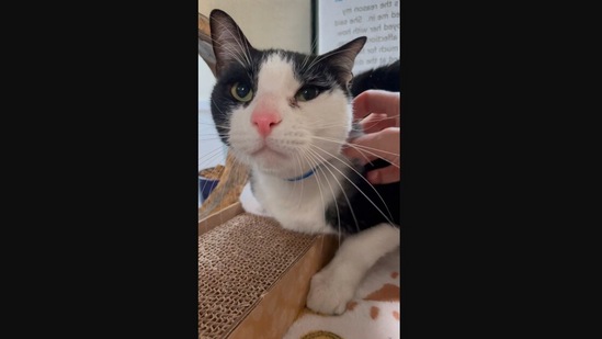 The image shows a cat named Jerry who recently found his forever home.(Instagram/@humanebroward)