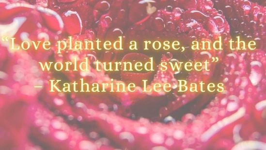 Quotes for Rose Day 2023.(HT Photo) Quotes for Rose Day 2023.(HT Photo)