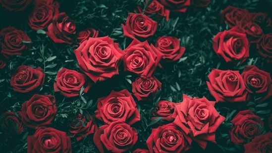 Instead of perishable bouquets, gift your loved ones these everlasting roses  this Valentine's Day