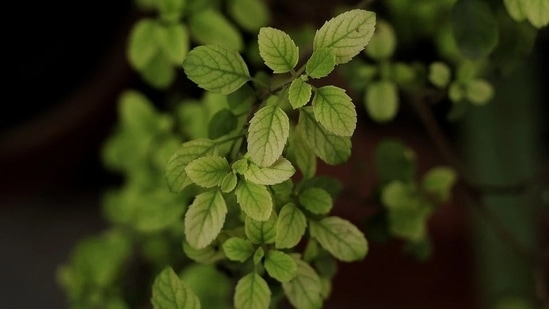 Tulsi: Traditional herbs like tulsi or basil leaves occur in a variety of forms, and their roots are in Ayurveda. Tulsi, also referred to as the "queen of herbs," is highly revered in India. Basil essential oil is used to make several personal care products, including shampoo, serum, and hair oils. Tradition holds that because of its antibacterial and antifungal qualities, it can aid in the treatment of skin-related problems. Tusi leaves contain vitamins that lighten dark spots and acne scars.(Pixabay)