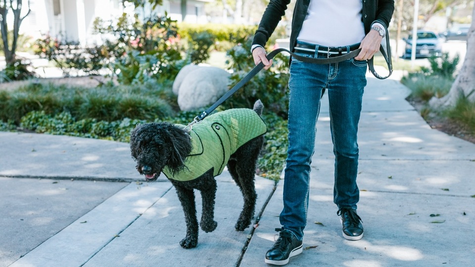 Keep your pet warm: Top 10 dog jackets for 2023