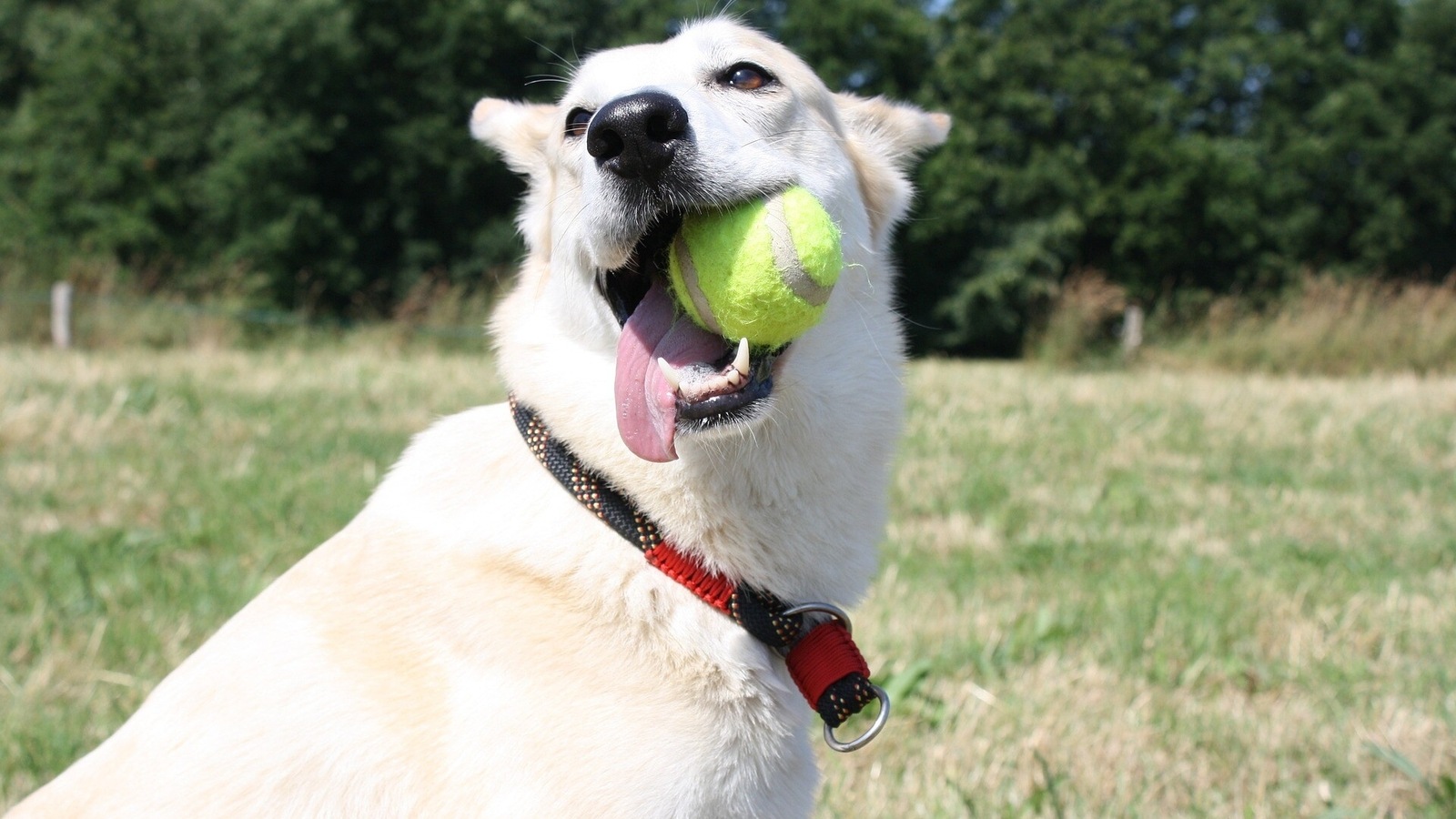 https://images.hindustantimes.com/img/2023/04/21/1600x900/dog-1270495_1920_1682091000162_1682091013913.jpg