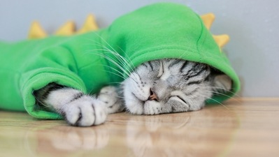 Best hoodies for your pet cat: 7 top picks | HT Shop Now
