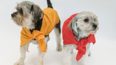 10 best pet clothes for your furry friend: Buyer's guide