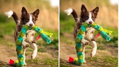 12 Best Dog Toys for Australian Shepherd in 2023