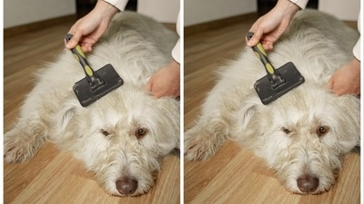 Best dog clearance hair remover brush