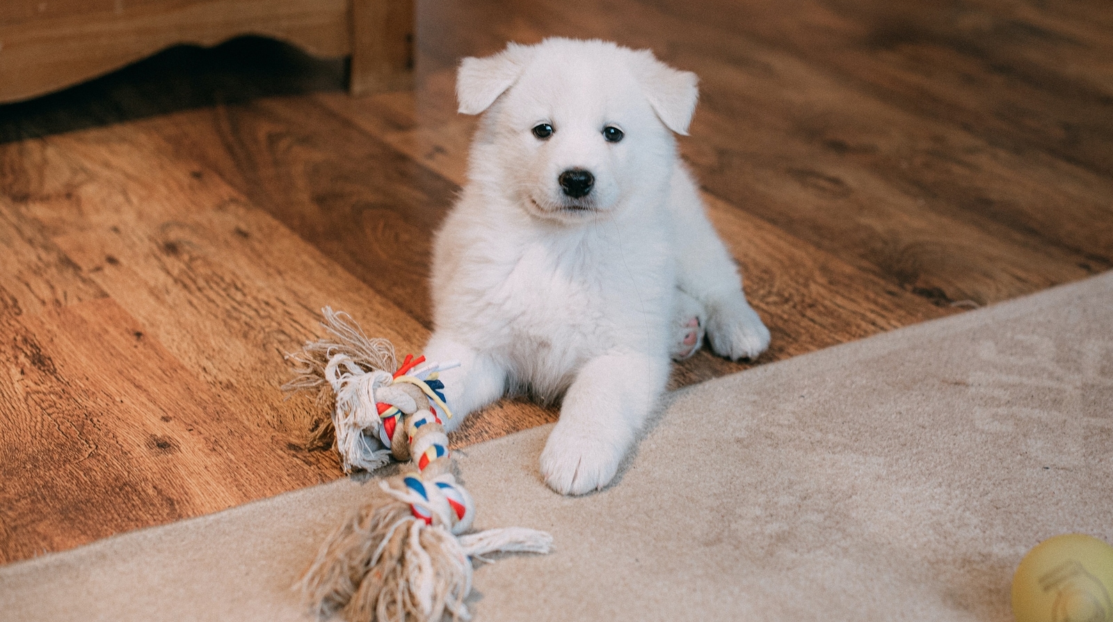10 Best Dog Toys to Keep Your Puppy Busy, by Pets Lounge UAE