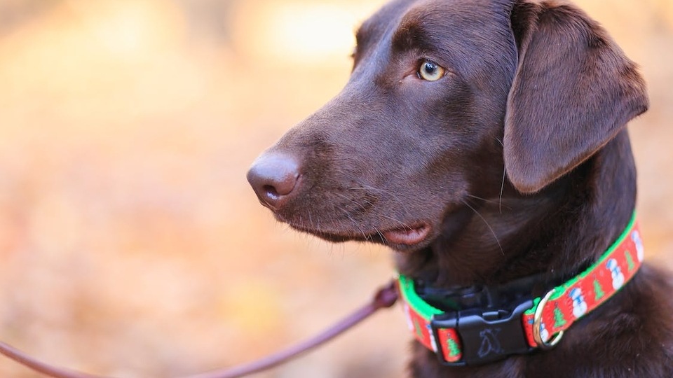 Top 10 tick collars for dogs: 2023 comparison guide