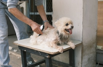 Best grooming clearance machine for dogs