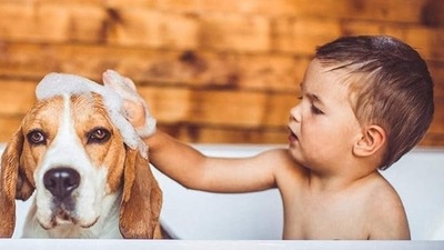 dog bath brush. 