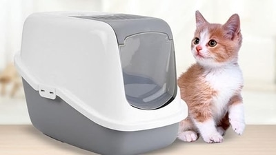  cat litter boxes 