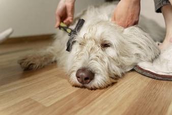 dog grooming tools