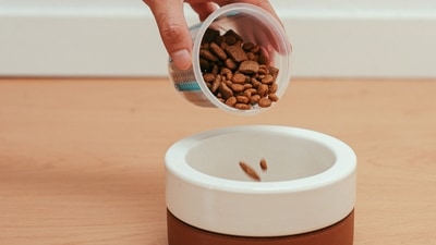 Amazon Sale Up to 10 discount on wet and dry dog food HT Shop Now