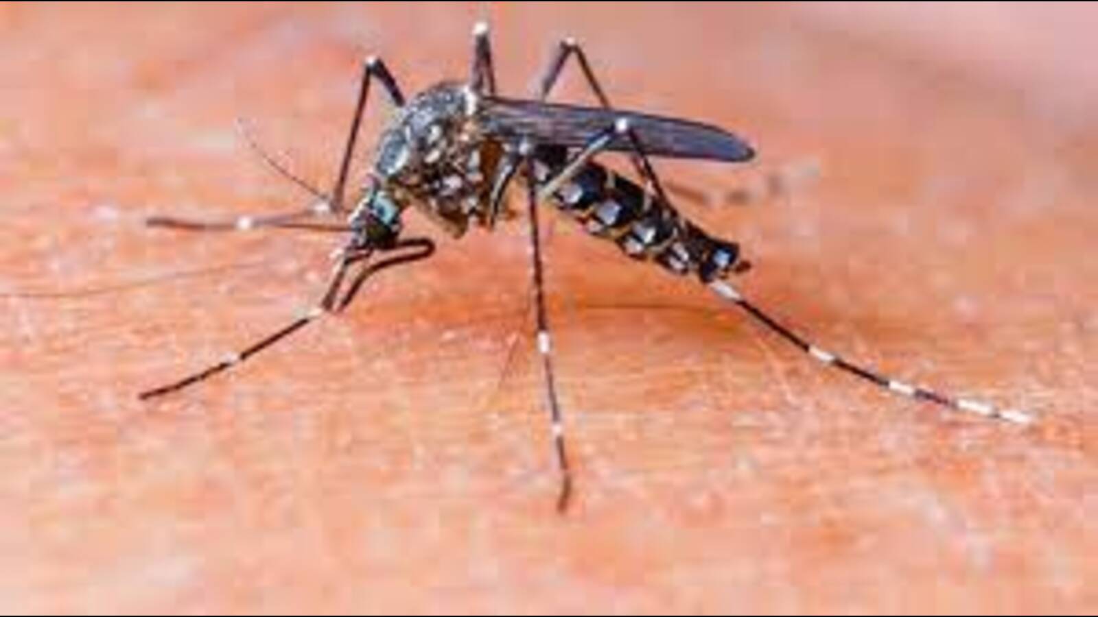 3 killed in dengue spike in Hassan, Mysuru districts