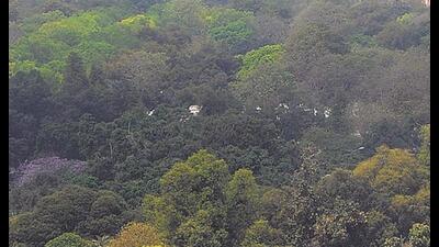 During the upcoming monsoon season, non-governmental organisations will also participate in the campaign to plant saplings.