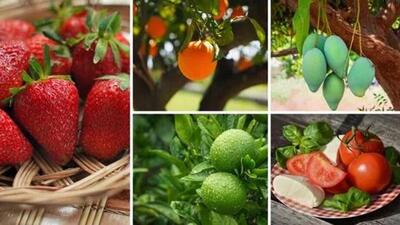 Haryana agriculture and farmers’ welfare minister Kanwar Pal has announced that a centre of excellence for the management of fruits and vegetables will be established in Panchkula with the cooperation of England (UK) at a cost of  ₹115 crore (HT File)
