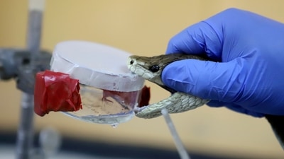 A herpetologist milks the venom out of a snake at Kenya Snakebite Research and Intervention Centre (KSRIC) in Nairobi, Kenya, Friday, April 5, 2024. (AP Photo/Andrew Kasuku) (AP) A herpetologist milks the venom out of a snake at Kenya Snakebite Research and Intervention Centre (KSRIC) in Nairobi, Kenya, Friday, April 5, 2024. (AP Photo/Andrew Kasuku) (AP)
