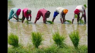 The figure is set to rise as paddy plantation is midway. The figure is set to rise as paddy plantation is midway.