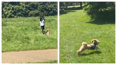 Twinkle Khanna and Akshay Kumar's daughter Nitara was seen running around with their pet dog in the clip. Twinkle also wrote in her caption, "A simple but special Sunday with my little one and Mr Jeeves. Tell me about the little things that add joy to your life..." Twinkle Khanna and Akshay Kumar's daughter Nitara was seen running around with their pet dog in the clip. Twinkle also wrote in her caption, "A simple but special Sunday with my little one and Mr Jeeves. Tell me about the little things that add joy to your life..."