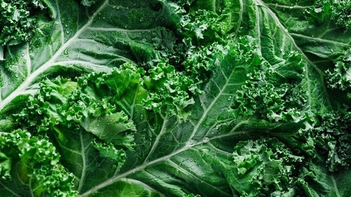 Kale works well as supplementary green in Caesar salads (Adobe)