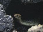 A snake died after being bitten by a man in Bihar (Representational image) A snake died after being bitten by a man in Bihar (Representational image)