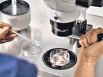 Oocyte cryopreservation is a procedure which involves freezing of a woman’s unfertilized eggs or oocytes.(Shutterstock) Oocyte cryopreservation is a procedure which involves freezing of a woman’s unfertilized eggs or oocytes.(Shutterstock)