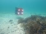 The ROV in use during initial tests to record coral reef imagery in shallow waters(Photo credit: Raheem D.A., REEF) The ROV in use during initial tests to record coral reef imagery in shallow waters(Photo credit: Raheem D.A., REEF)