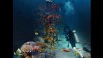 (Above left) Coral in Australia’s Heron Island that has grown from ‘IVF’ efforts that involved planting larvae here in 2016. (Above centre and right) CRF volunteers explore a coral nursery where coral is nurtured on tree-like structures, for later transplanting. (Images courtesy Southern Cross University, Coral Restoration Foundation) (Above left) Coral in Australia’s Heron Island that has grown from ‘IVF’ efforts that involved planting larvae here in 2016. (Above centre and right) CRF volunteers explore a coral nursery where coral is nurtured on tree-like structures, for later transplanting. (Images courtesy Southern Cross University, Coral Restoration Foundation)