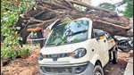 Tree falls in Dadar, none injured Tree falls in Dadar, none injured