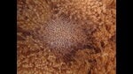 A healthy patch of Goniopora in Lakshadweep, early last year. Scroll for a view of how it has since faded. (Wenzel Pinto) A healthy patch of Goniopora in Lakshadweep, early last year. Scroll for a view of how it has since faded. (Wenzel Pinto)