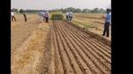 Basmati rice can be grown as DSR under un-puddle conditions as it helps in saving soil and water resources along with less dependence on labour. (HT Photo) Basmati rice can be grown as DSR under un-puddle conditions as it helps in saving soil and water resources along with less dependence on labour. (HT Photo)