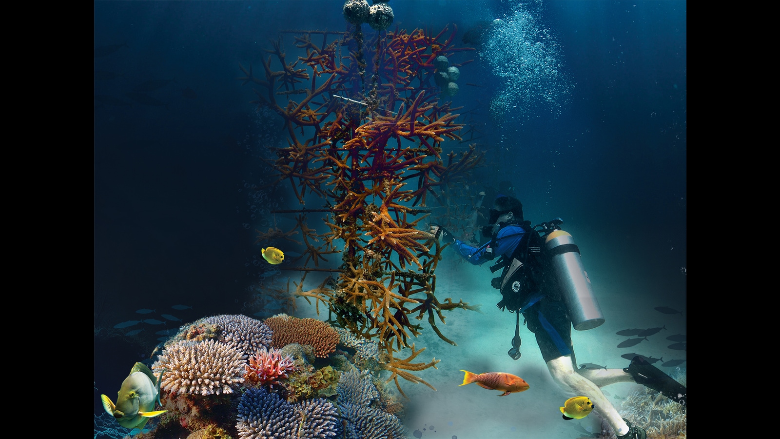 What we do in the shallows: Inside the mad dash to save coral reefs around the world