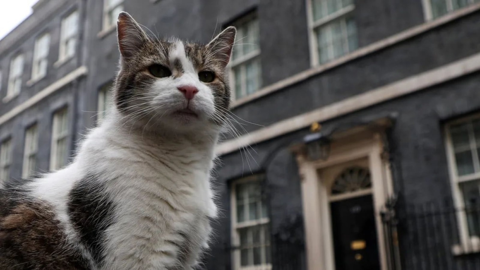 Larry the Cat 'dice' que está 'a cargo' del número 10 de Downing Street ...