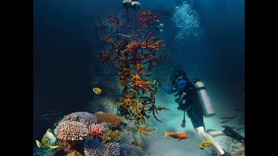 (Above left) Coral in Australia’s Heron Island that has grown from ‘IVF’ efforts that involved planting larvae here in 2016. (Above centre and right) CRF volunteers explore a coral nursery where coral is nurtured on tree-like structures, for later transplanting. (Images courtesy Southern Cross University, Coral Restoration Foundation) (Above left) Coral in Australia’s Heron Island that has grown from ‘IVF’ efforts that involved planting larvae here in 2016. (Above centre and right) CRF volunteers explore a coral nursery where coral is nurtured on tree-like structures, for later transplanting. (Images courtesy Southern Cross University, Coral Restoration Foundation)