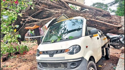 Tree falls in Dadar, none injured