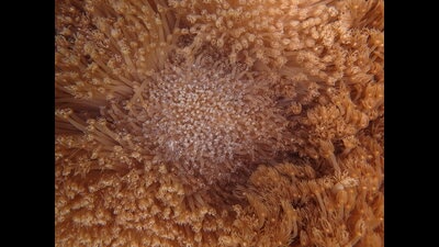 A healthy patch of Goniopora in Lakshadweep, early last year. Scroll for a view of how it has since faded. (Wenzel Pinto) A healthy patch of Goniopora in Lakshadweep, early last year. Scroll for a view of how it has since faded. (Wenzel Pinto)