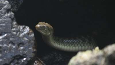 A snake died after being bitten by a man in Bihar (Representational image) A snake died after being bitten by a man in Bihar (Representational image)