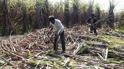 The step was taken to maintain adequate sugar availability for domestic consumption and to keep prices under check. But the decision adversely affected sugarcane industry in Maharashtra. (REPRESENTATIVE PHOTO)