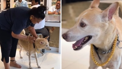 Tiger the dog received a gold chain on his birthday. (Instagram/@aniljewellersofficial) Tiger the dog received a gold chain on his birthday. (Instagram/@aniljewellersofficial)