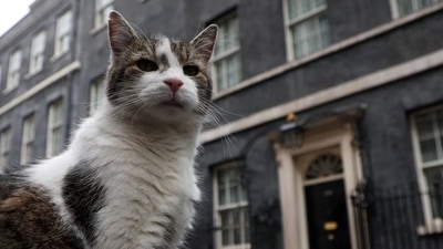 Larry the Cat was "hired" to keep Downing Street rat-free. (X/@Number10cat) Larry the Cat was "hired" to keep Downing Street rat-free. (X/@Number10cat)