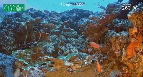 Sample(s) of mesophotic reef imagery captured by the onboard cameras on the ROV, at the indicated depth(s) (photo credit - The Habitats Trust) Sample(s) of mesophotic reef imagery captured by the onboard cameras on the ROV, at the indicated depth(s) (photo credit - The Habitats Trust)