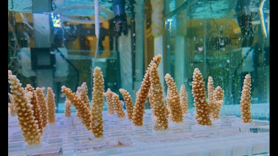 Fragments of staghorn coral are exposed to pulses of warm water, to boost resilience. (Courtesy AOML)