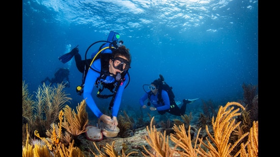 Coral Restoration Foundation divers at work in the Florida Keys. (Courtesy CRF)
