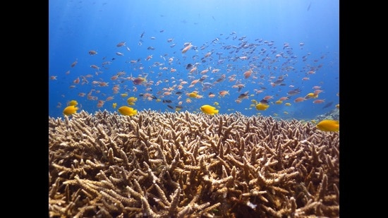 Reef encounters: See photos of global efforts to save threatened corals