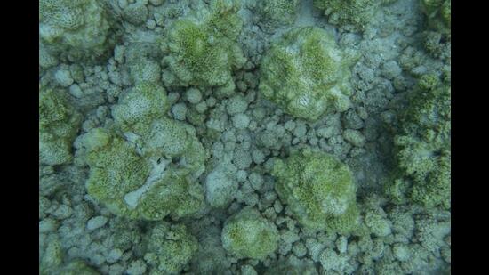 The same Goniopora patch, after the dying / bleaching began last summer. Below, the skeletons, overridden by algae, are now all that remain of the patch in Lakshadweep. (Wenzel Pinto)