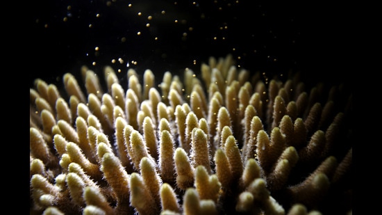 A coral colony releases eggs and sperm in a spawning event. (Patrick Buerger)