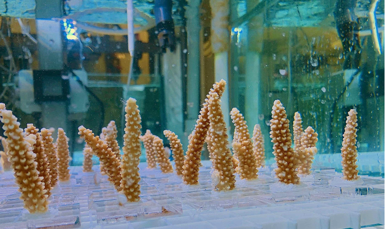 Fragments of staghorn coral are exposed to pulses of warm water, to boost resilience. (Courtesy AOML) Fragments of staghorn coral are exposed to pulses of warm water, to boost resilience. (Courtesy AOML)